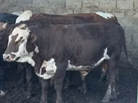 Toro, Simmental cattle — foto 3