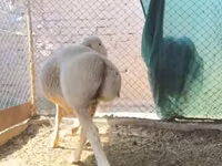 Qoʻchqor, Rhon sheep — 6-rasm