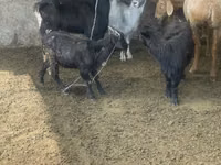 Ziege, Alpine goat — Foto 2