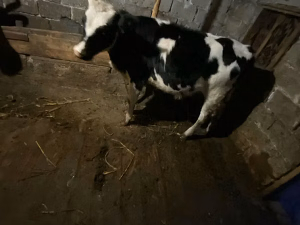 Kuh, Russian Black pied cattle