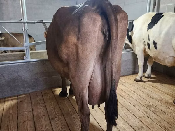 母牛, Holstein breed