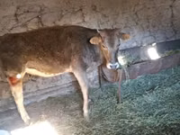 İnək, Swiss cattle — foto 3