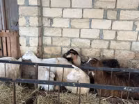 عنزة, الماعز — الصورة 7