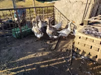 Geese — photo 3
