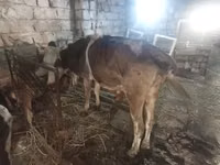 Kuh, Simmental cattle — Foto 1