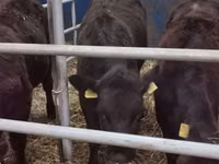 Bovinos (lote, sexo no especificado), Vaca Limousin — foto 6