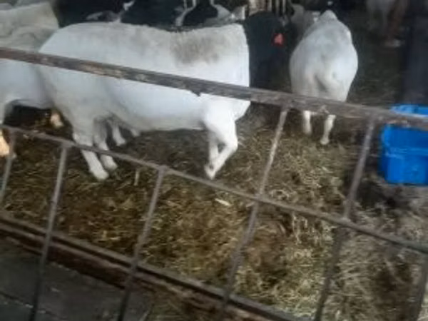 Кочкор, Дорпер кой