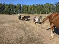 Cheval, Chevaux — photo 3