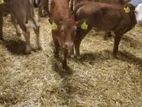 Bovine (lot, sex nespecificat), Simmental cattle — foto 4