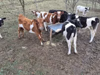 Bou, Simmental cattle — foto 3