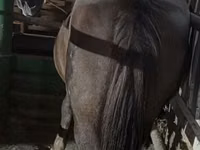 Mare, Horses — photo 2
