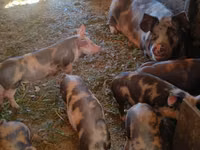 Säue, Schweine — Foto 3