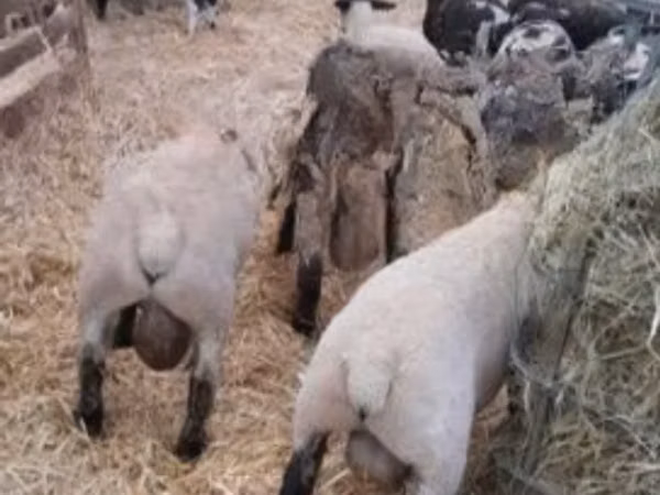 Bélier, White Suffolk sheep