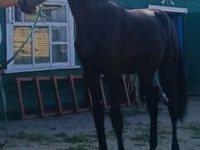 Aygʻir, Russian Trotter — 1-rasm