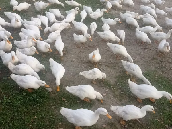 Pekin german