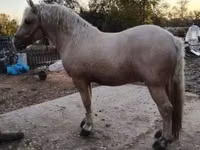 公马, Horses — 照片 2