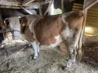 母牛, Limousin cow — 照片 5
