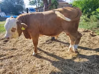 Bull, Hungarian Grey breed — photo 3