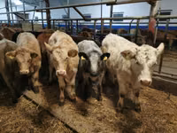 Bovine (lot, sex nespecificat), Hereford — foto 5