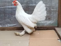 Chickens — الصورة 4