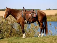 Iapă, Rocky Mountain Horse — foto 2