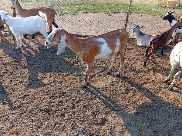 Ziege, Nubian Goat — Republik Moldau