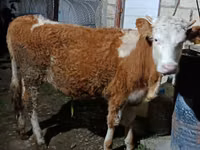 بقرة, Simmental cattle — الصورة 2