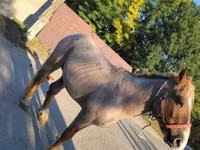 公马, Horses — 照片 2