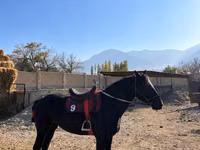 公马, Horses — 照片 4