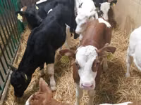 أبقار (دفعة، الجنس غير محدد), Simmental cattle — الصورة 4