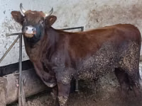 Bull, Cattle — photo 5