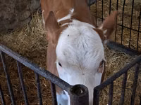 Cow, Charolais cattle — photo 2