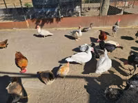 Canard musqué domestique — photo 2