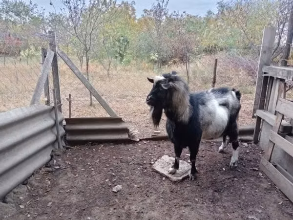 Țap, Capre