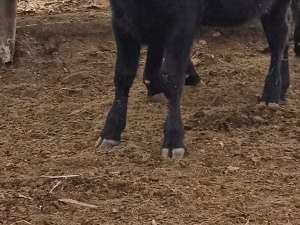 Cow, Aberdeen-Angus