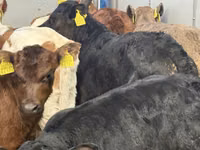 Bovins (lot, sexe non indiqué), Simmental cattle — photo 4