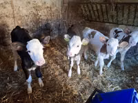 Vaca, Simmental cattle — foto 5