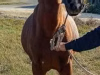Cheval, Chevaux — photo 1