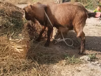 عنزة, Alpine goat — الصورة 1