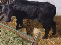 Vache, Vache rouge des steppes — photo 2