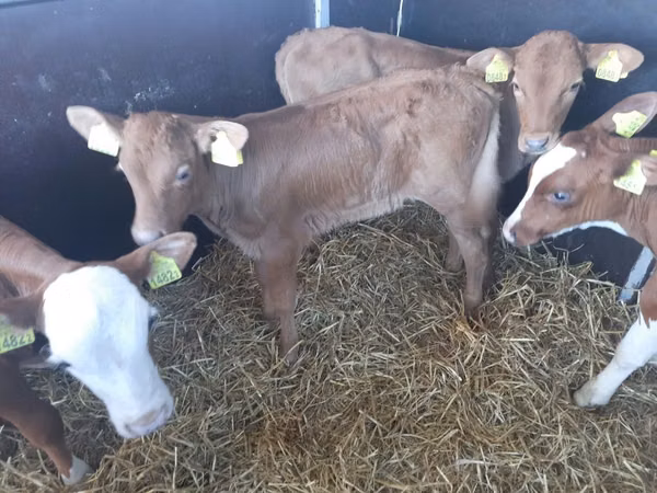 Bulle, Simmental cattle