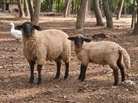 Berbec, Suffolk sheep — foto 3