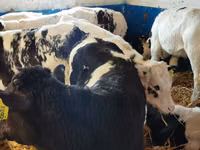 Bovins (lot, sexe non indiqué), Simmental cattle — photo 3