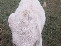 Bou, Bovine — foto 2