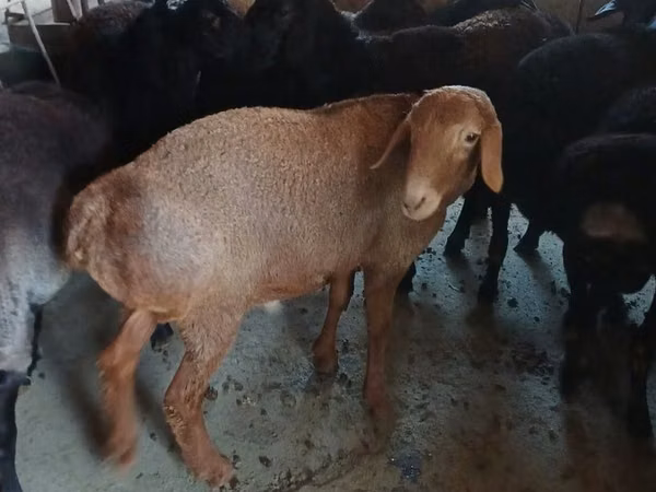 Țap, Boer goat