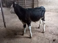 Bull, Russian Black pied cattle — photo 2