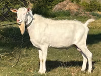 Țap, Saanen goat — foto 1