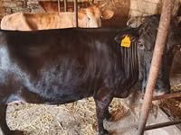 Kuh, Wilder Yak — Foto 4