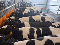 Taureau, Russian Black pied cattle — photo 1