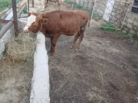 Vacă, Simmental cattle — foto 1